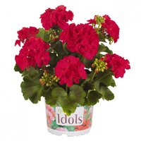 Зональная, кустовая пеларгония (герань) Green Idols Cerise